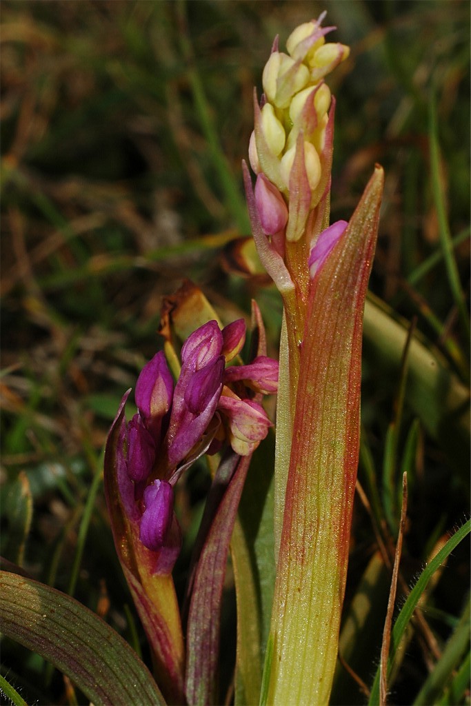 Orchis tenera